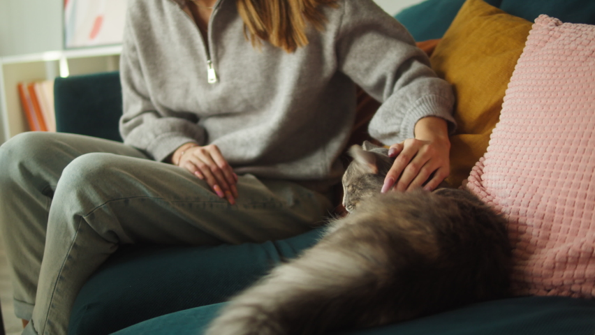 Woman petting cat lying on sofa in living room. Female owner stroking grey kitten close-up. Furry pedigreed pet relaxing and purring. Little best friends. Happy domestic animal at home. Royalty-Free Stock Footage #1083527893