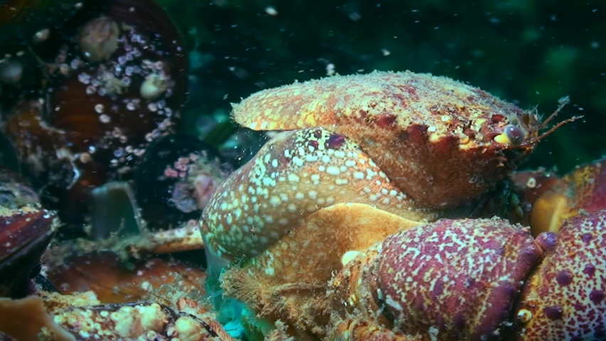 A rare natural phenomenon: crab molt, the crab sheds its old shell. Warty crab or Yellow shore crab (Eriphia verrucosa) changes the shell.
