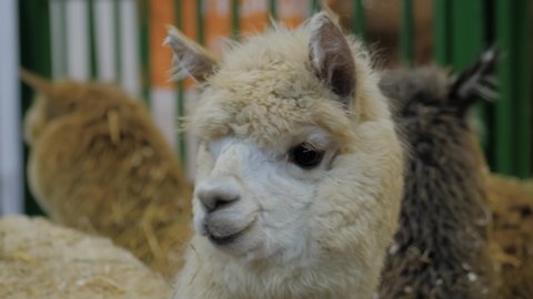 91 Hairy Lama At The Zoo Stock Video Footage - 4K and HD Video Clips |  Shutterstock