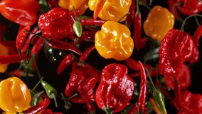Super slow motion of flying various kinds of chilli peppers. Studio shot, clear background. Speed ramp effect. Filmed on high speed cinema camera, 1000 fps. - Powered by Shutterstock - Get 15% off with code: PIKWIZARD15