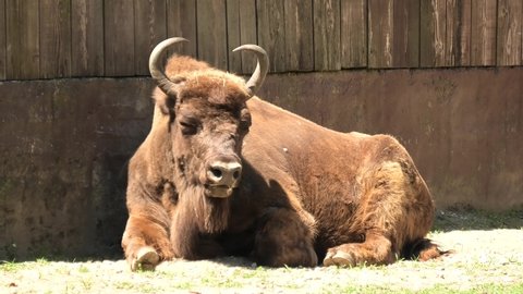 sitting adult European Buffalo of Europe or wisent grazing in the grass. Bison bonasus family. Also know as European wood bison.