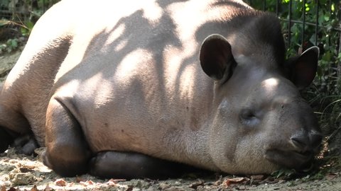 Tapir resting on ground. Tapirus terrestris species. Living in jungles and forests of South and Central America. Tapir is closely related to horses and rhinos. called Brazilian tapir or lowland tapir.
