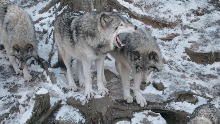 Grey Wolves On A Winterly Wildlife In Parc Omega, Quebec Canada. Close up