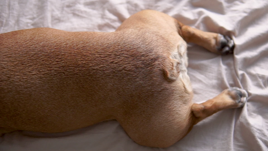 Top down view of brown french bulldog. Doggy lying on the bed and resting