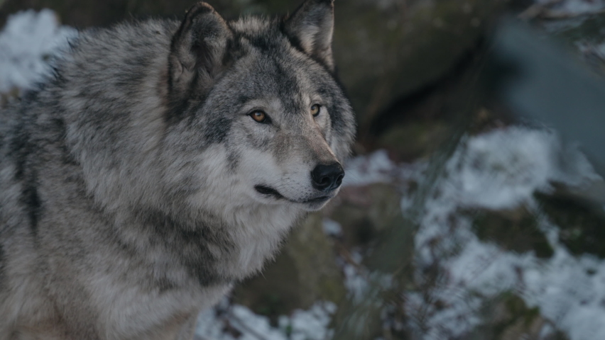 Furry Gray Wolf At The Omega Park Wildlife In Montebello, Quebec, Canada. Closeup