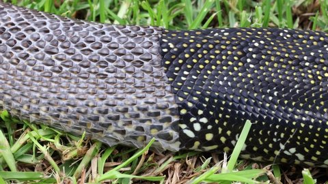 Australian Diamond Python sloughing skin