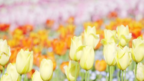 Colorful Tulips Blowing by Wind and Blooming in A Botanical Garden in Spring, Kagawa Prefecture in Japan, Flower or Nature Background