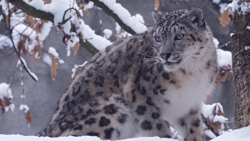 Snow leopard observes the surroundings in winter Royalty-Free Stock Footage #1083545662