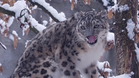 Snow leopard observes the surroundings in winter