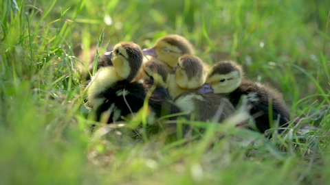 Group of cute sweet yellow ducklings baby ducks staying on green grass in a field. Easter time. Pets and animals.	