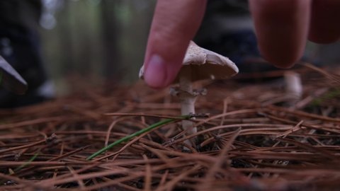 A mushroom picker found mushrooms in the forest and is cutting the mushrooms with a knife in a forest clearing. Close detailed shot.