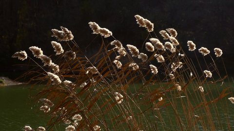 Dried reeds on the edge of the water. An aquatic plant in a lake. The reeds sway on the wind and sun beams.