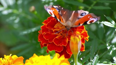 Butterfly in spring garden. Beautiful flying insect pollinated bright red marigold flower with lush green leaves on blurred backgound close view