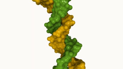 Circular DNA double helix rendered in 3D as molecular surface (green and yellow). Based on real-life experimentally-determined structure of deoxyribonucleic acid.