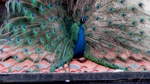 Beautiful peacock displaying its multicolored plumage to amaze the females of its species, peacock dance to attract females, beautiful bird with blue and green plumage.