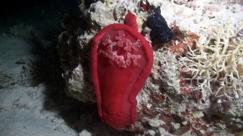 A giant red nudibranch sea slug Spanish Dancer Hexabranchus sanguineus is dancing in the night. Underwater world of Ocean.