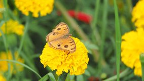 Close-up video from the back wing of the Lemon Pansy butterfly (Junonia lemonias lemonias) resting on a yellow Marigold flower, after eating nectar until full.