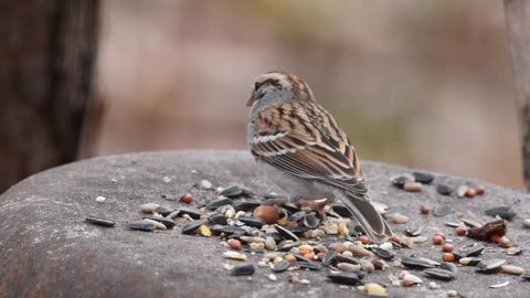 Chipping sparrow eating bird seed on flat surface. Stock wildlife 4k footage