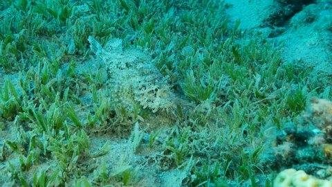 Close-up, Scorpionfish hiding among green sea grass. Tasseled Scorpionfish, Small-scaled Scorpionfish (Scorpaenopsis oxycephala). Camera moving forwards. 4K-60fps