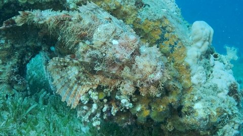 Close-up portrait of Scorpion fish lie on coral. Bearded Scorpionfish (Scorpaenopsis barbata). Camera moving forwards. 4K-60fps