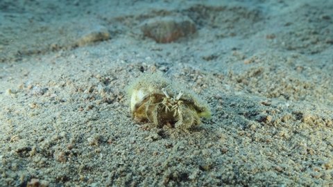 Hermit crab walking on sandy seabed. Anemone hermit crab (Dardanus tinctor). Underwater shot, 4K-60fps