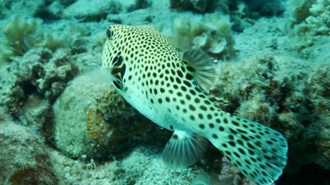 Close-up of Pufferfish swims near coral reef. Blackspotted Puffer (Arothron stellatus), 4K-60fps