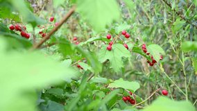 Viburnum berries are a medicinal plant on a branch. A branch of a bush with ripe berries in autumn in the wind. Video. Static camera.