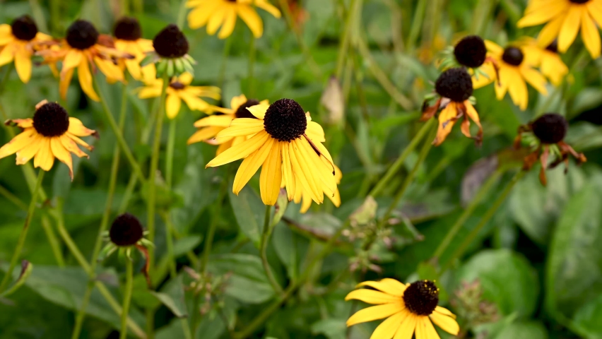 Rudbeckia yellow flowers in a flower bed. Video with a static camera, movement in the wind.