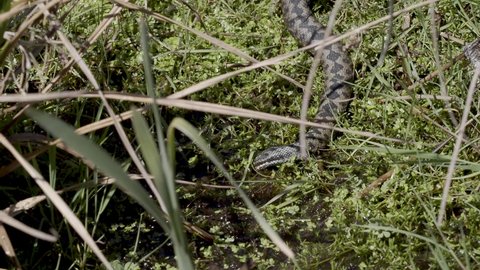 Adder Snake by the Edge of a Pond
