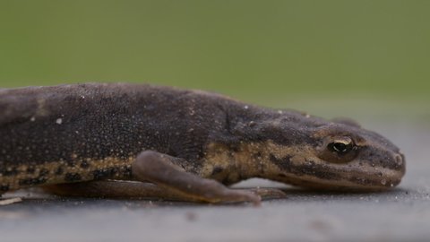 Young Smooth Newt 4cm long
