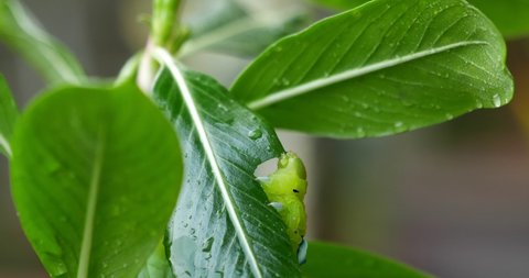  Close-up green caterpillar eating leaf moning