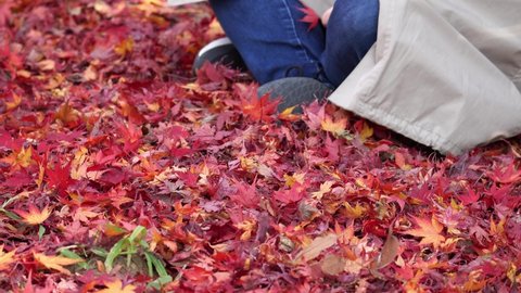Colorful vibrant red Acer Palmatum or Japanese maple leaves cover the ground as a woman sits on them - no face zoom out