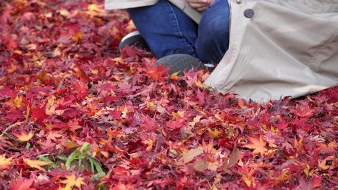 Brilliantly vibrant red Acer Palmatum, or commonly known as Japanese maple, leaves cover the ground as a woman sits on them - no face sliding view