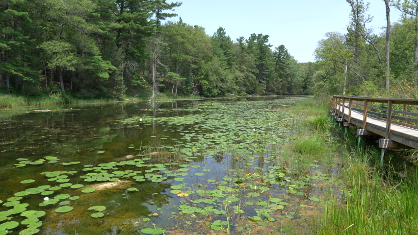 View Of Wooden Footpath Next To A Pond Filled With Lilies Surrounded By Lush Green Vegetation At Pinery Provincial Park, Ontario, Canada. - Medium Shot