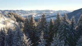Spectacular wintry landscape and snowy Christmas trees on a frosty sunny day. Bird's eye view. Carpathian mountains, Ukraine, Europe. Cinematic aerial shot. Beauty of earth. Filmed in 4k, drone video.