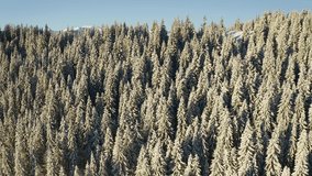 Drone flies over a winter landscape on a frosty day. Bird's eye view. Carpathian mountains, Ukraine, Europe. Cinematic aerial shot. Happy New Year concept. Beauty of earth. Filmed in 4k, drone video.