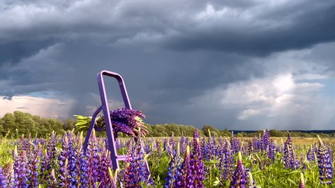 Lupin field before the thunderstorm. Purple ladder in the green field 