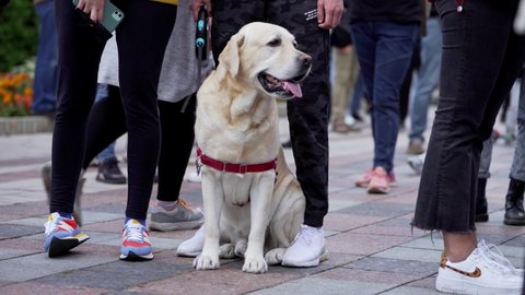 Kyiv, Ukraine, Sept.5. 2021: big white dog at animal cruelty protest. Animal rights.