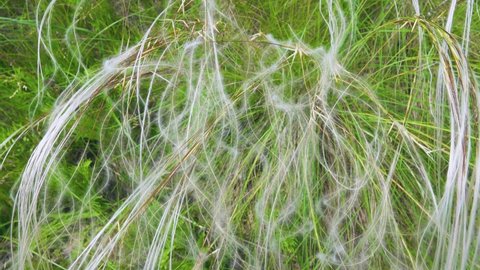 Feather grass (Silk grass, Stipa sp.) during a walk in the fescue-feather grass steppe (mixed prairie), Abakan steppe, Khakassia, Middle Siberia,