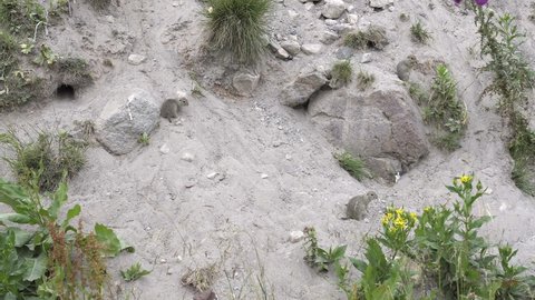 gophers run near sand holes
