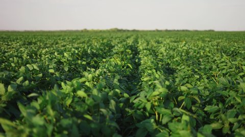 soybean soy field of green plants a general plan nature agriculture. lifestyle organic farming. agriculture plantation business farm concept. soy vegetable healthy food agriculture