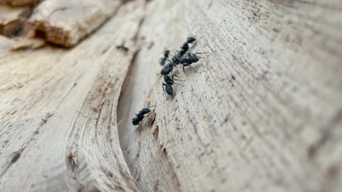 team ant. a colony of black ants working as a team in the trunk of an old tree. business team nature concept. a big black ant running on an old dry tree lifestyle. insect ant in the forest