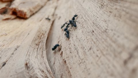 team ant. a colony of black ants working as a team in the trunk of an old tree. business team nature concept. a big black ant running on an old dry tree. insect ant in lifestyle the forest