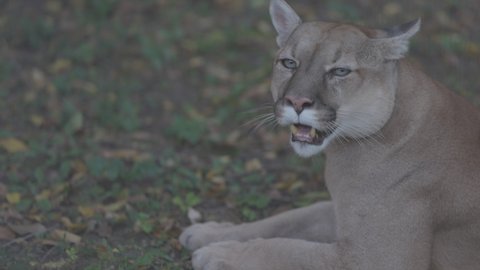 Beautiful Puma in autumn forest. American cougar - mountain lion. Wild cat walks in the forest, scene in the woods. Wildlife America. 4K slow motion 120 fps, ProRes 422, ungraded C-LOG 10 bit