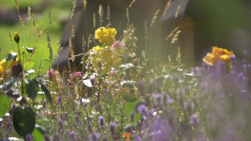 Flowers growing in summer English Church yard wide slow motion shot selective focus | Shutterstock HD Video #1083589426