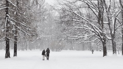 Russia, St. Petersburg, 04 December 2021: People walk during the snow and enjoy nature, Heavy snowfall in a wild park, large flakes of snow are slowly falling, people are walking in the distance