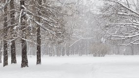 Heavy snowfall in a wild park, large flakes of snow are slowly falling, people are walking in the distance, snow lies on the still unmatched leaves of trees, snow storm, blizzard, nobody