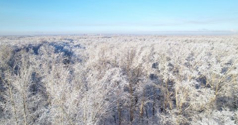 Winter landscape. Aerial view of the winter forest. A frosty sunny day in the forest. Frozen trees.