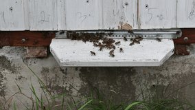 bees carry honey to the hive. the bees return to the hive and crawl. macro video filming.
