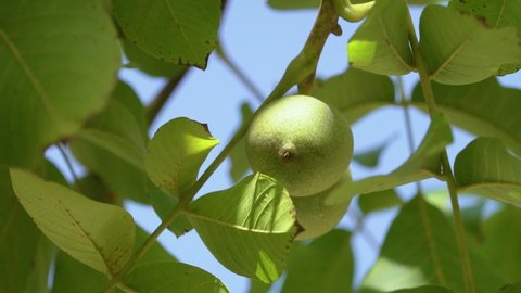 Fresh Green Walnuts on the walnut tree.